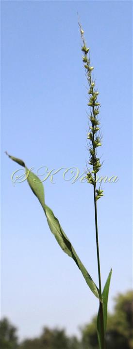  Inflorescence